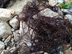 Gracilaria chilensis