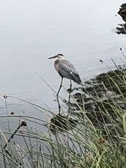 Ardea herodias