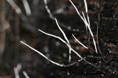 Xylaria filiformis
