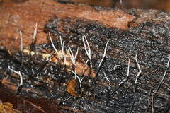 Xylaria filiformis