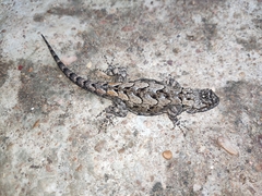 Sceloporus lemosespinali