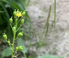 Rorippa barbareifolia
