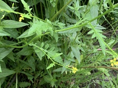 Rorippa barbareifolia