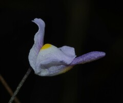 Utricularia amethystina