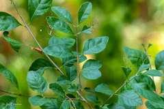 Forestiera ligustrina
