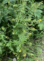 Rorippa barbareifolia