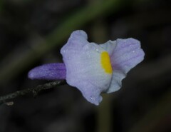 Utricularia amethystina