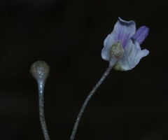 Utricularia amethystina