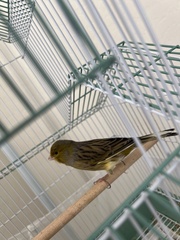 Serinus