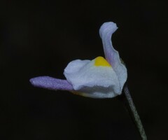Utricularia amethystina