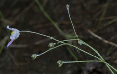 Utricularia amethystina