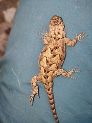Sceloporus lemosespinali