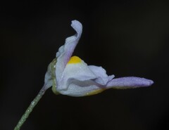 Utricularia amethystina