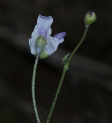 Utricularia amethystina