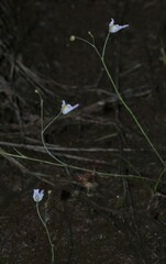 Utricularia amethystina