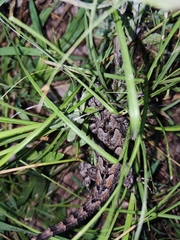 Sceloporus lemosespinali
