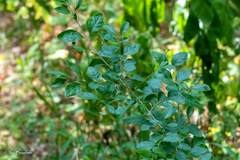 Forestiera ligustrina