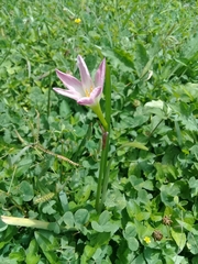 Zephyranthes lindleyana