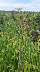 Cicuta maculata maculata