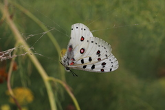 Parnassius apollonius