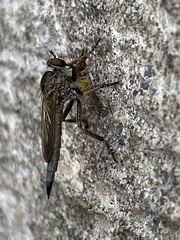 Machimus paropus