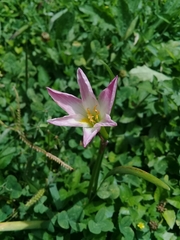 Zephyranthes lindleyana
