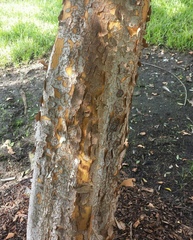 Ulmus parvifolia