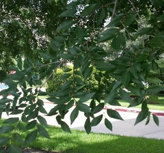 Ulmus parvifolia