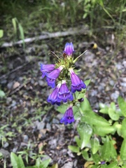 Penstemon serrulatus