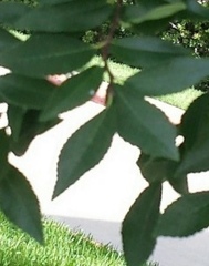 Ulmus parvifolia