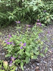 Penstemon serrulatus