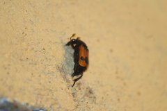Nicrophorus olidus