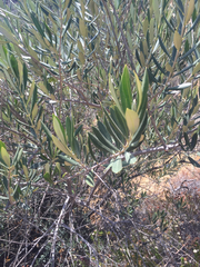 Olea europaea europaea