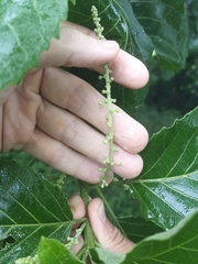 Homalium cochinchinense