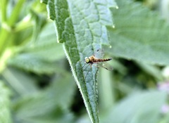 Chrysopilus modestus