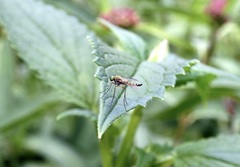Chrysopilus modestus