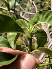 Psychotria glabrata