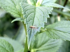 Chrysopilus modestus