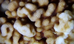 Leptoseris incrustans