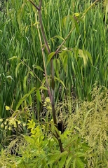 Cicuta maculata maculata