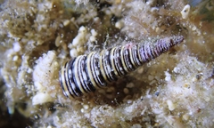 Viriola incisa