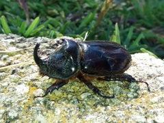 Oryctes nasicornis grypus
