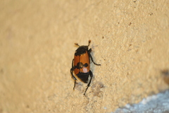 Nicrophorus olidus