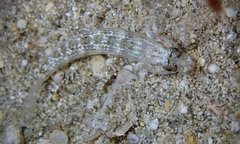 Gnatholepis cauerensis