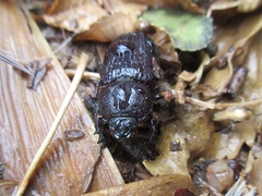 Hemiphileurus illatus