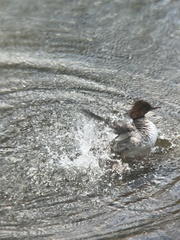 Mergus merganser americanus