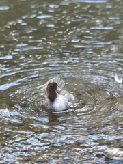 Mergus merganser americanus