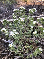 Leptosiphon nuttallii