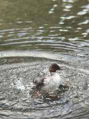 Mergus merganser americanus