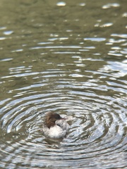 Mergus merganser americanus